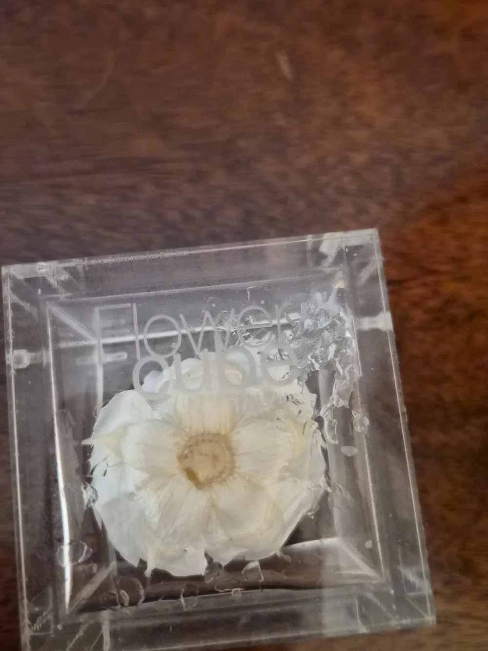 Preserved Cream Rose in Clear Acrylic Cube - Floral Keepsake